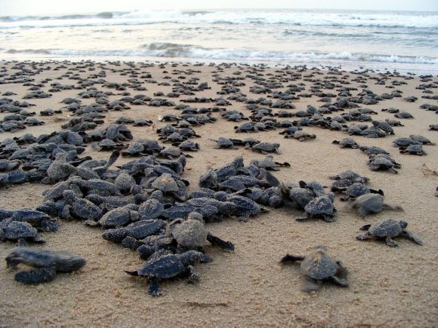Turtle Migration
